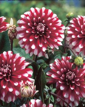 Wholesale Dahlia Decorative 'Mystery Day' (Ships in Spring) - Dahlia | A.D.R. Bulbs