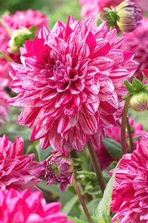 Wholesale Dahlia Decorative 'Santander' (Ships in Spring) - Dahlia | A.D.R. Bulbs