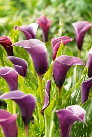 Wholesale Zantedeschia Anneke' (Ships in Spring) - Calla | A.D.R. Bulbs