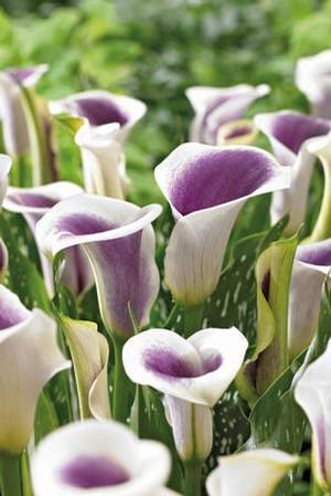 Wholesale Zantedeschia Picasso' (Ships in Spring) - Calla | A.D.R. Bulbs