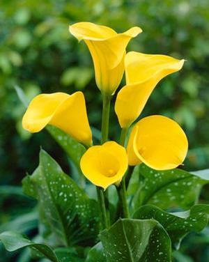 Wholesale Zantedeschia Florex Gold' (Ships in Spring) - Calla | A.D.R. Bulbs