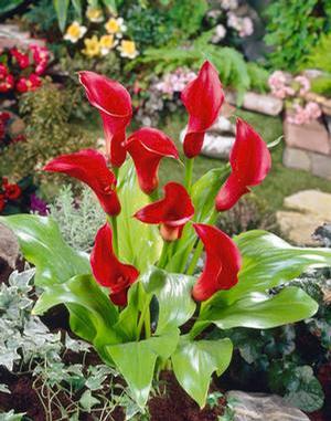 Wholesale Zantedeschia Majestic Red' (Ships in Spring) - Calla | A.D.R. Bulbs