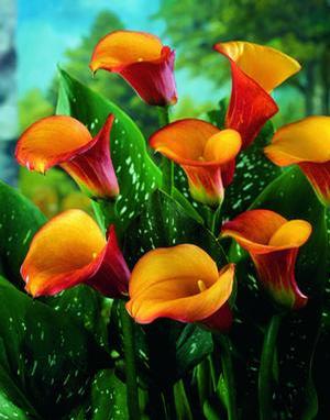 Wholesale Zantedeschia Flame' (Ships in Spring) - Calla | A.D.R. Bulbs