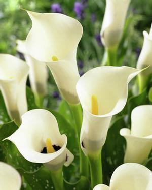 Wholesale Zantedeschia Black Eyed Beauty' (Ships in Spring) - Calla | A.D.R. Bulbs