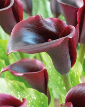 Wholesale Zantedeschia Schwarzwalder' (Ships in Spring) - Calla | A.D.R. Bulbs