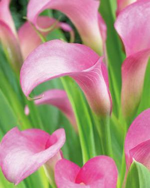 Wholesale Zantedeschia Rehmanni' (Ships in Spring) - Calla | A.D.R. Bulbs