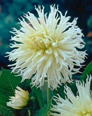 Wholesale Dahlia Cactus 'My Love' (Ships in Spring) - Dahlia | A.D.R. Bulbs