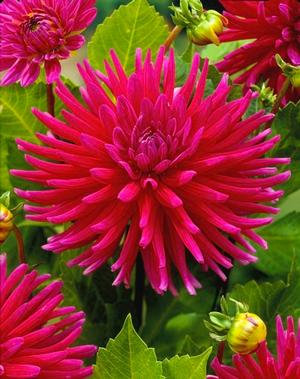 Wholesale Dahlia Cactus 'Purple Gem' (Ships in Spring) - Dahlia | A.D.R. Bulbs