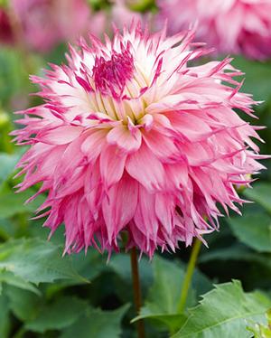 Wholesale Dahlia Cactus 'Pineland's Princess' (Ships in Spring) - Dahlia | A.D.R. Bulbs