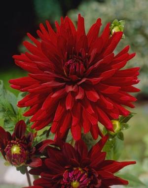 Wholesale Dahlia Cactus 'Witteman's Best' (Ships in Spring) - Dahlia | A.D.R. Bulbs