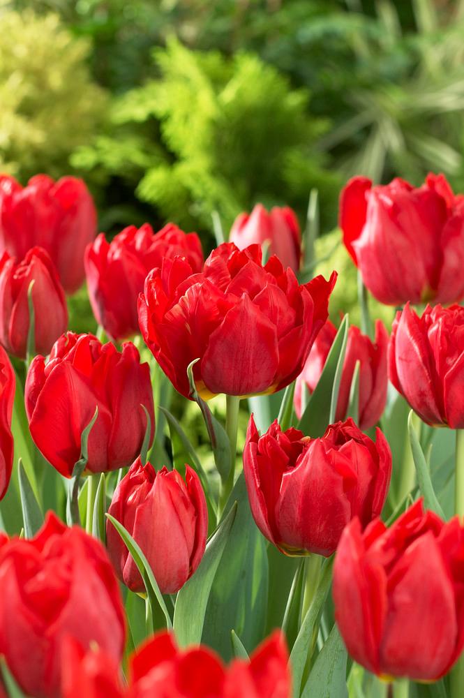 Wholesale Tulipa Long-lasting 'All Season Red Mix' - Tulip | A.D.R. Bulbs