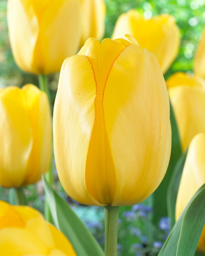 Wholesale Tulipa Long-lasting 'All Season Yellow Mix' - Tulip | A.D.R. Bulbs