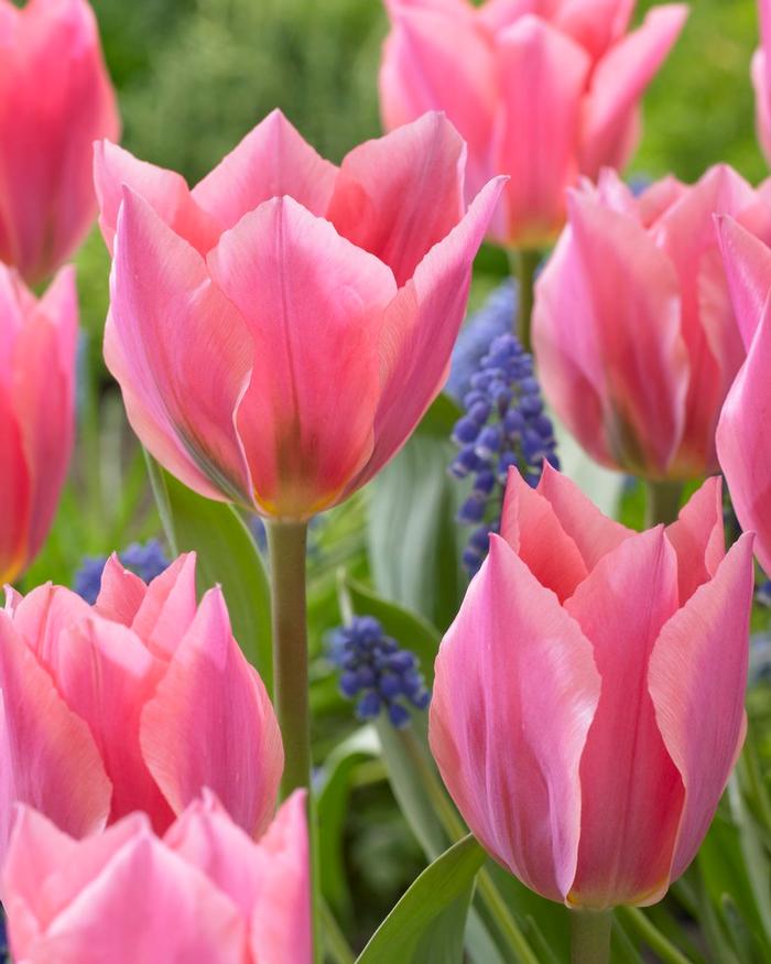 Wholesale Tulipa Long-lasting 'All Season Pink Mix' - Tulip | A.D.R. Bulbs