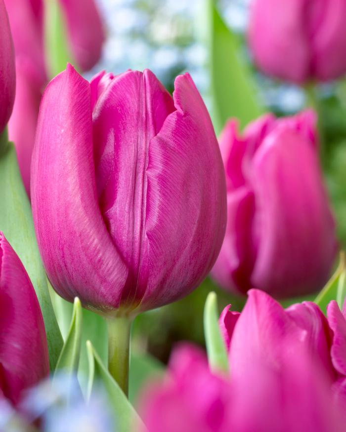 Wholesale Tulipa Long-lasting 'All Season Purple Mix' - Tulip | A.D.R. Bulbs