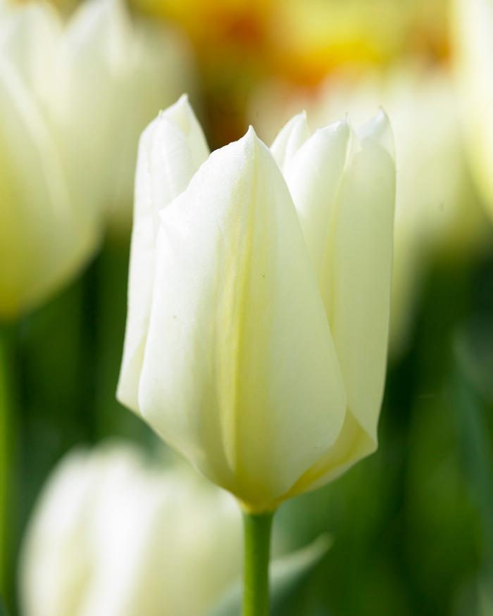 Wholesale Tulipa Long-lasting 'All Season White Mix' - Tulip | A.D.R. Bulbs