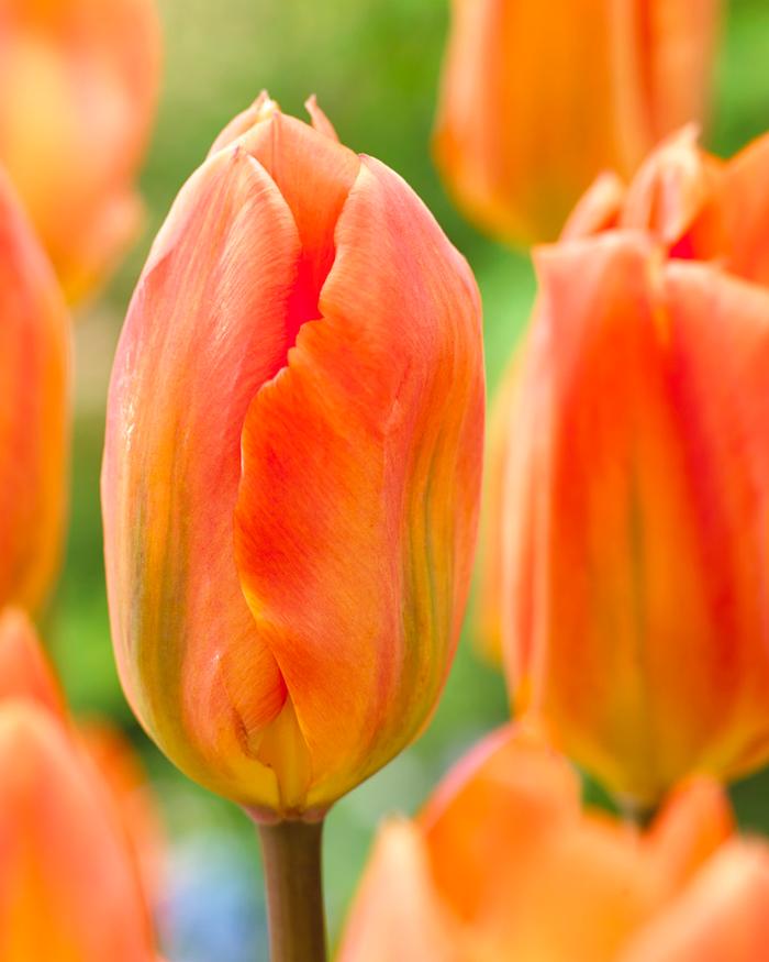 Wholesale Tulipa Long-lasting 'All Season Orange Mix' - Tulip | A.D.R. Bulbs