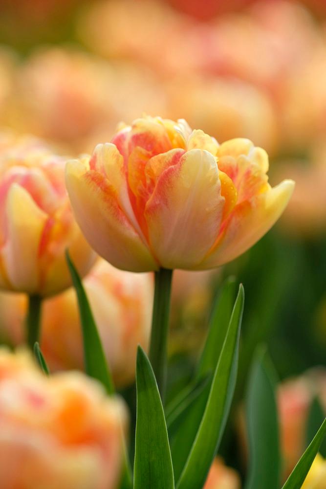 Wholesale Tulipa Double Early 'Foxy Foxtrot' - Tulip | A.D.R. Bulbs