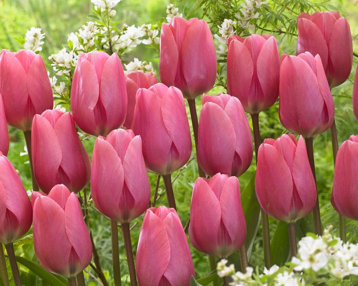 Wholesale Tulipa Darwin Hybrid 'Big Love' - Tulip | A.D.R. Bulbs