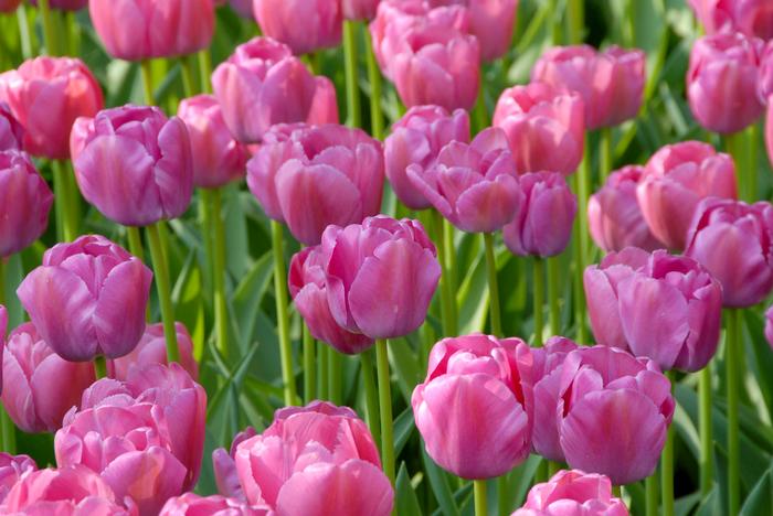 Wholesale Tulipa Darwin Hybrid 'Purple Pride' - Tulip | A.D.R. Bulbs