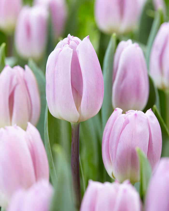 Wholesale Tulipa Triumph 'Sweet Flag' - Tulip | A.D.R. Bulbs