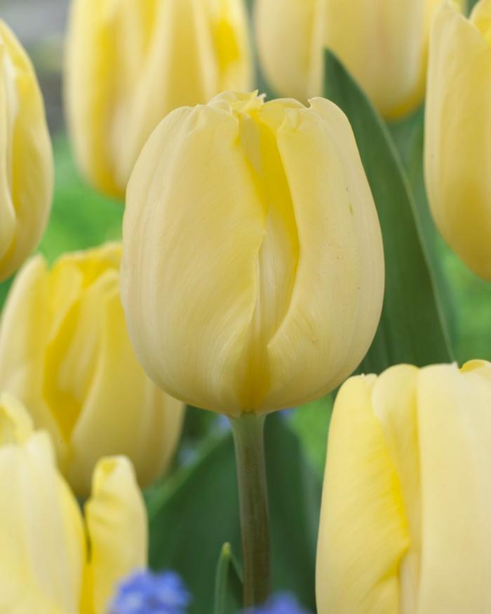 Wholesale Tulipa Triumph 'Cream Flag' - Tulip | A.D.R. Bulbs