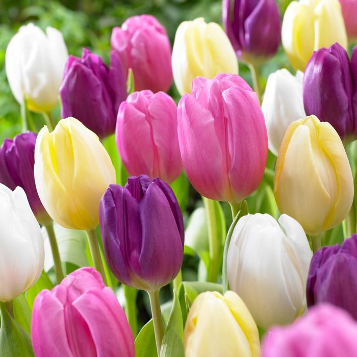 Wholesale Tulipa Triumph 'Flag Mixture' - Tulip | A.D.R. Bulbs