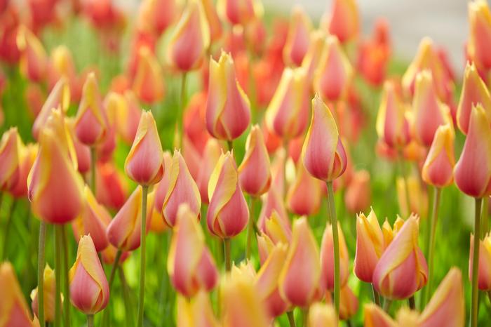 Wholesale Tulipa Single Late 'Blushing Beauty' - Tulip | A.D.R. Bulbs