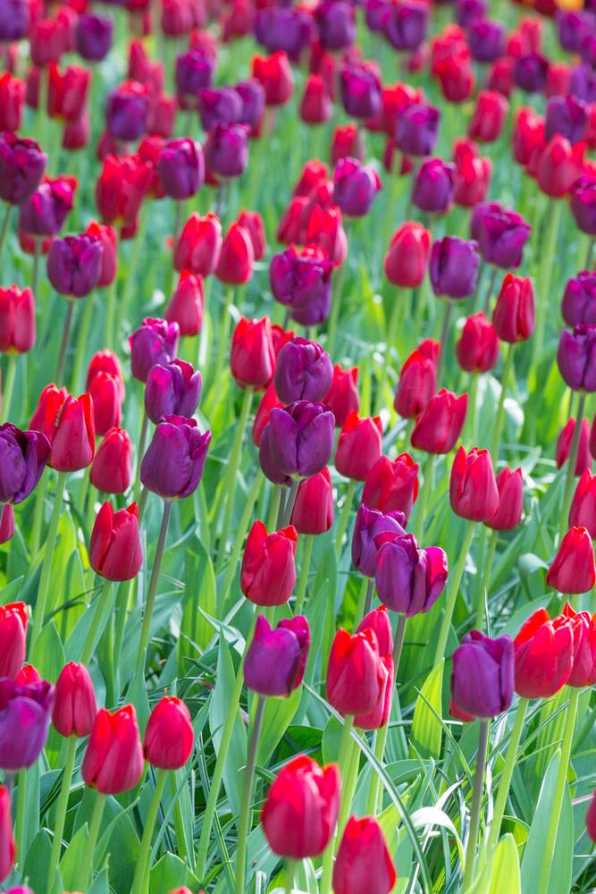 Wholesale Tulipa Single Late 'Purple Teddy Mixture' - Tulip | A.D.R. Bulbs