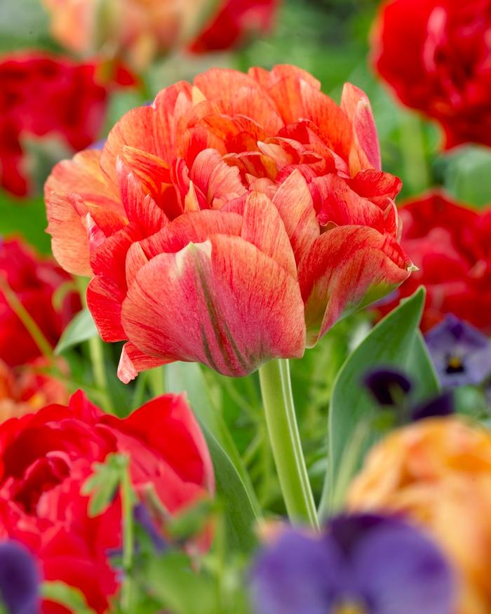 Wholesale Tulipa Double Late 'Double Gudoshnik' - Tulip | A.D.R. Bulbs