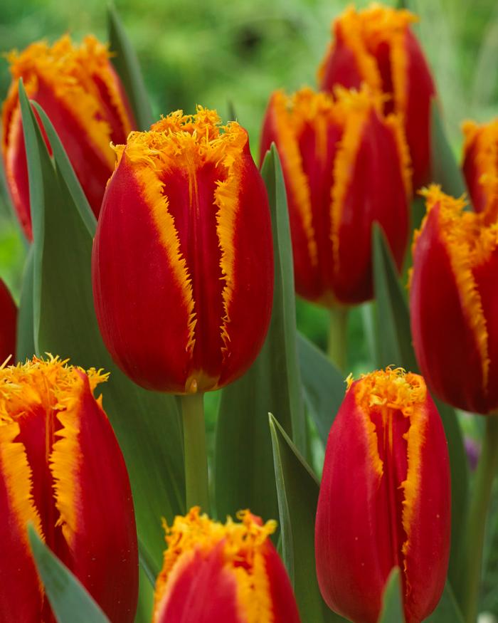 Wholesale Tulipa Fringed 'Fabio' - Tulip | A.D.R. Bulbs