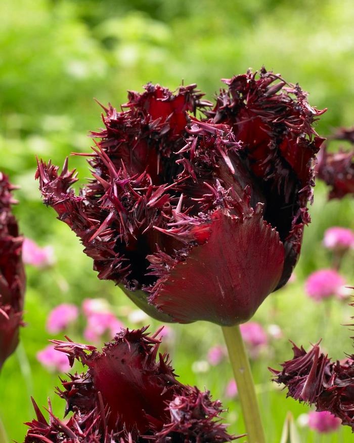 Wholesale Tulipa Fringed 'Labrador - Tulip | A.D.R. Bulbs