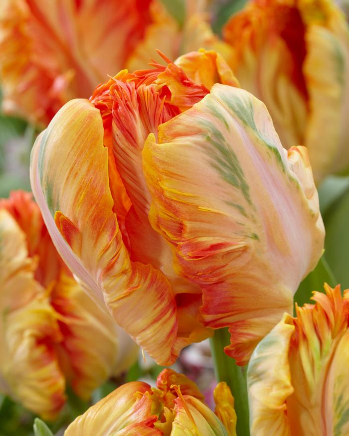 Wholesale Tulipa Parrot 'Parrot King' - Tulip | A.D.R. Bulbs