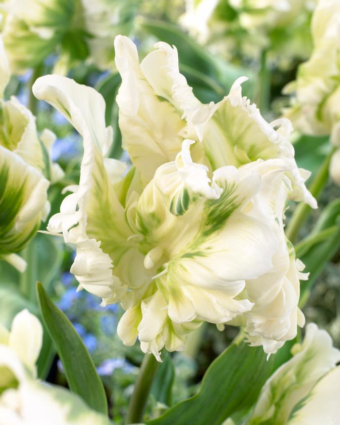 Wholesale Tulipa Parrot 'Super Parrot' - Tulip | A.D.R. Bulbs