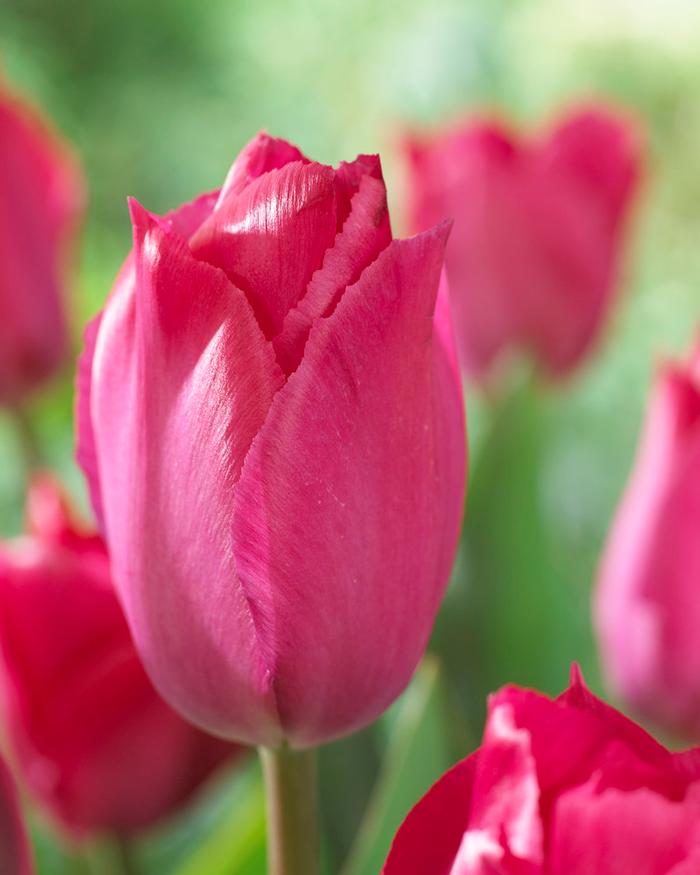 Wholesale Tulipa Darwin Hybrid 'Lady Van Eyk' - Tulip | A.D.R. Bulbs