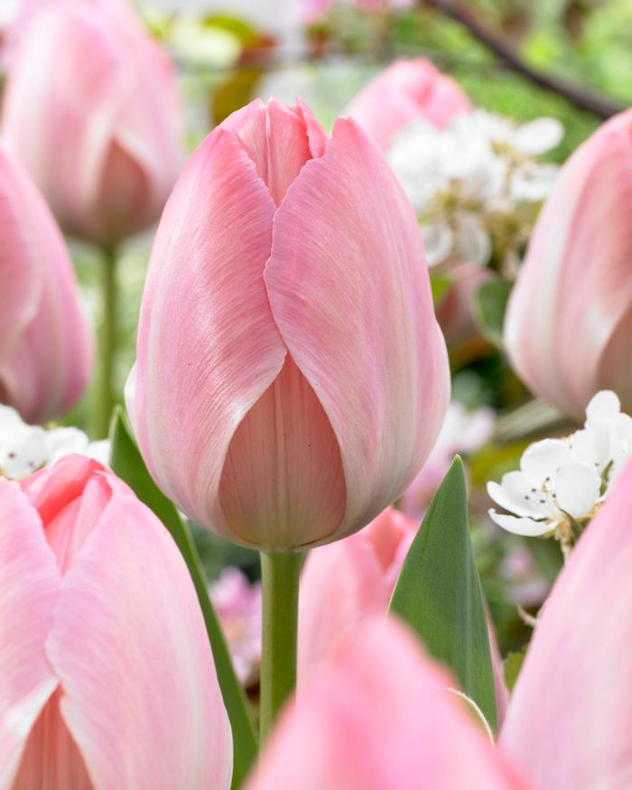 Wholesale Tulipa Darwin Hybrid 'Mystic Van Eyk' - Tulip | A.D.R. Bulbs