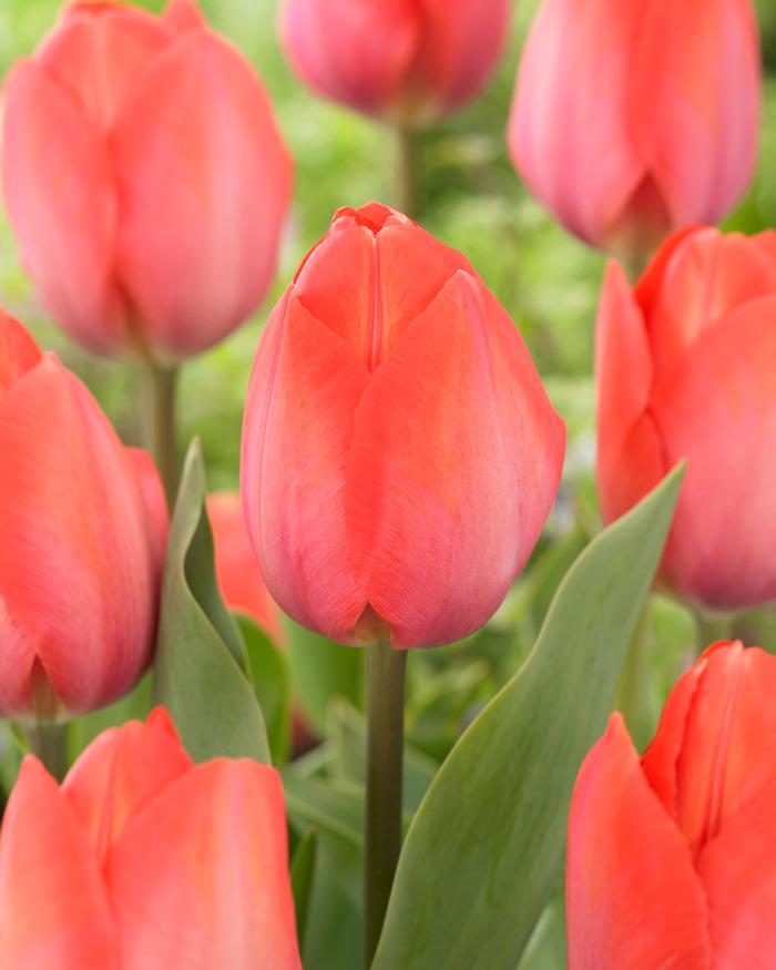 Wholesale Tulipa Darwin Hybrid 'Orange Van Eyk' - Tulip | A.D.R. Bulbs