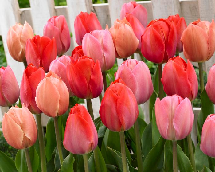 Wholesale Tulipa Darwin Hybrid 'Van Eyk Mixture' - Tulip | A.D.R. Bulbs