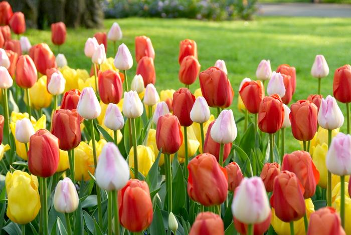 Wholesale Tulipa Triumph 'Sunshine Mixture' - Tulip | A.D.R. Bulbs