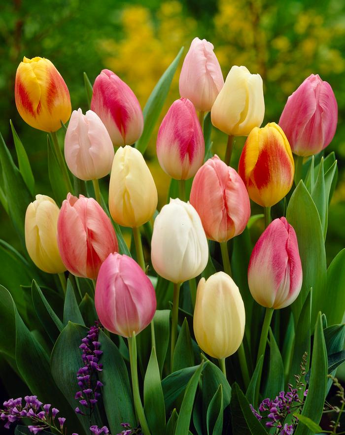 Wholesale Tulipa Triumph 'Easter Egg Mixture' - Tulip | A.D.R. Bulbs