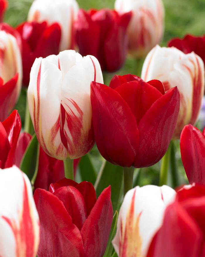 Wholesale Tulipa Triumph 'Holiday Mixture' - Tulip | A.D.R. Bulbs