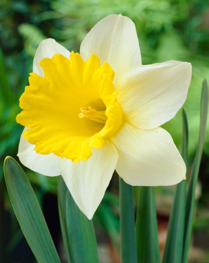 Wholesale Narcissi Trumpet 'Goblet' - Daffodil | A.D.R. Bulbs