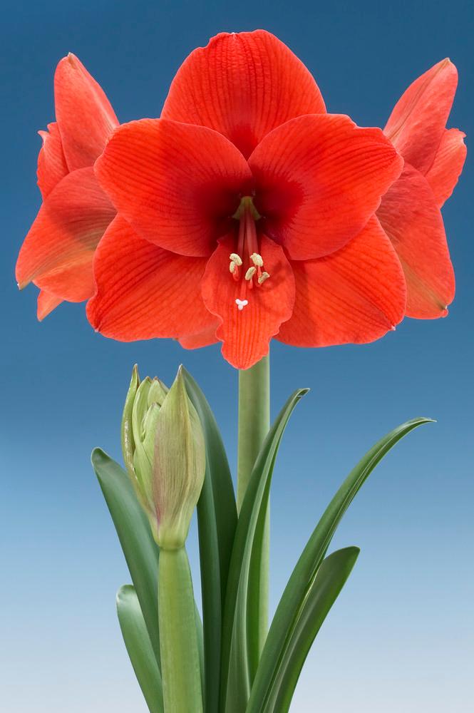 Wholesale Amaryllis Dutch 'Naranja' - Amaryllis | A.D.R. Bulbs