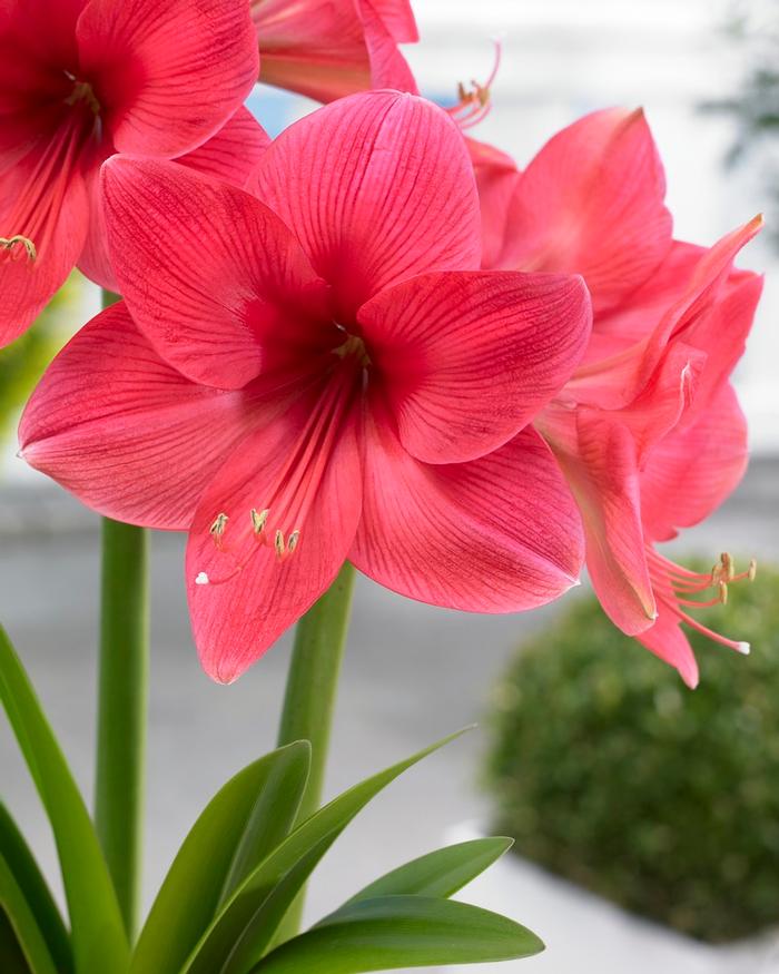 Wholesale Amaryllis Dutch 'Pink Surprise' - Amaryllis | A.D.R. Bulbs