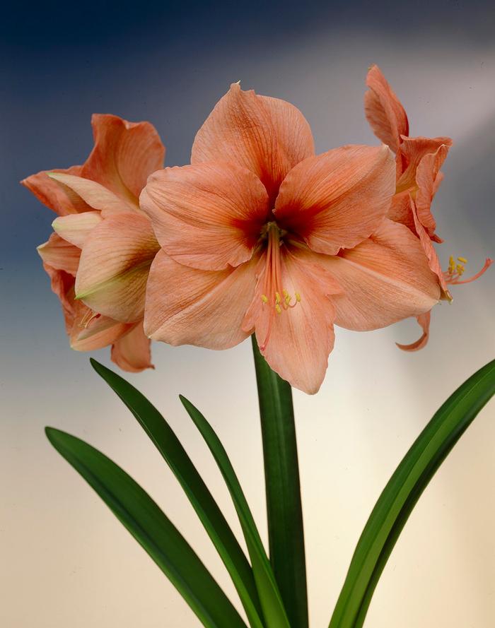 Wholesale Amaryllis Dutch 'Rilona' - Amaryllis | A.D.R. Bulbs