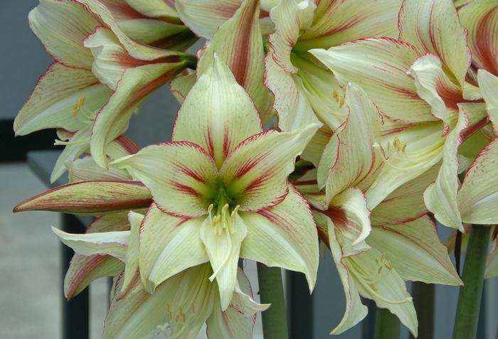 Wholesale Amaryllis Dutch 'Magic Green' - Amaryllis | A.D.R. Bulbs