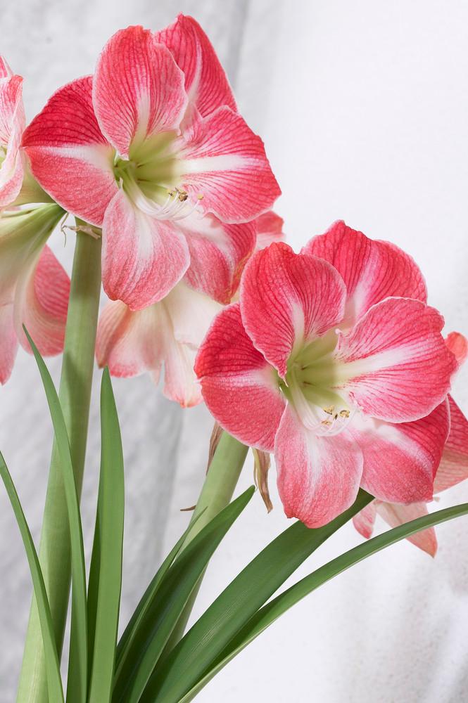 Wholesale Amaryllis Peruvian 'Cherry Blossom' - Amaryllis | A.D.R. Bulbs