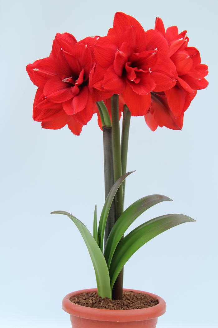 Wholesale Amaryllis Peruvian 'Double King' - Amaryllis | A.D.R. Bulbs