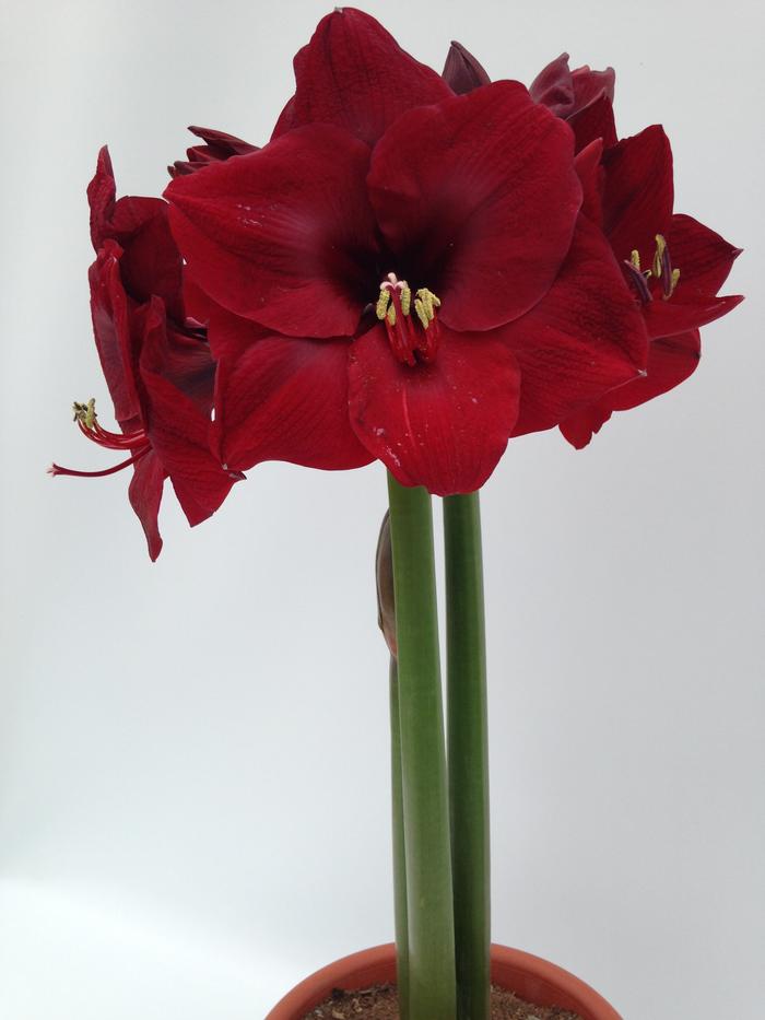 Wholesale Amaryllis Peruvian 'Mandela' - Amaryllis | A.D.R. Bulbs