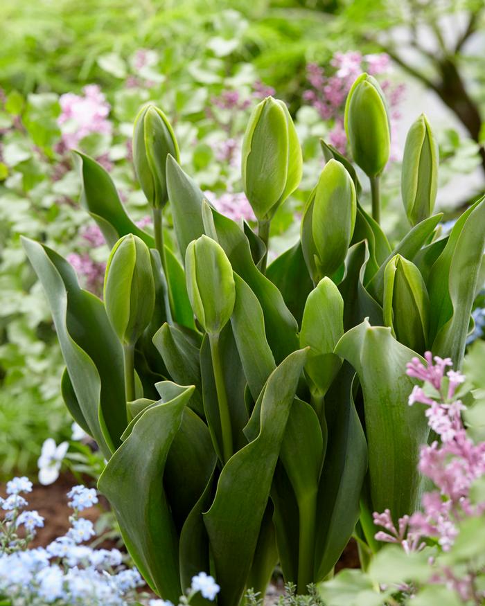 Wholesale Tulipa Green 'Green Power' - *Ruigrok Exclusive* | A.D.R. Bulbs