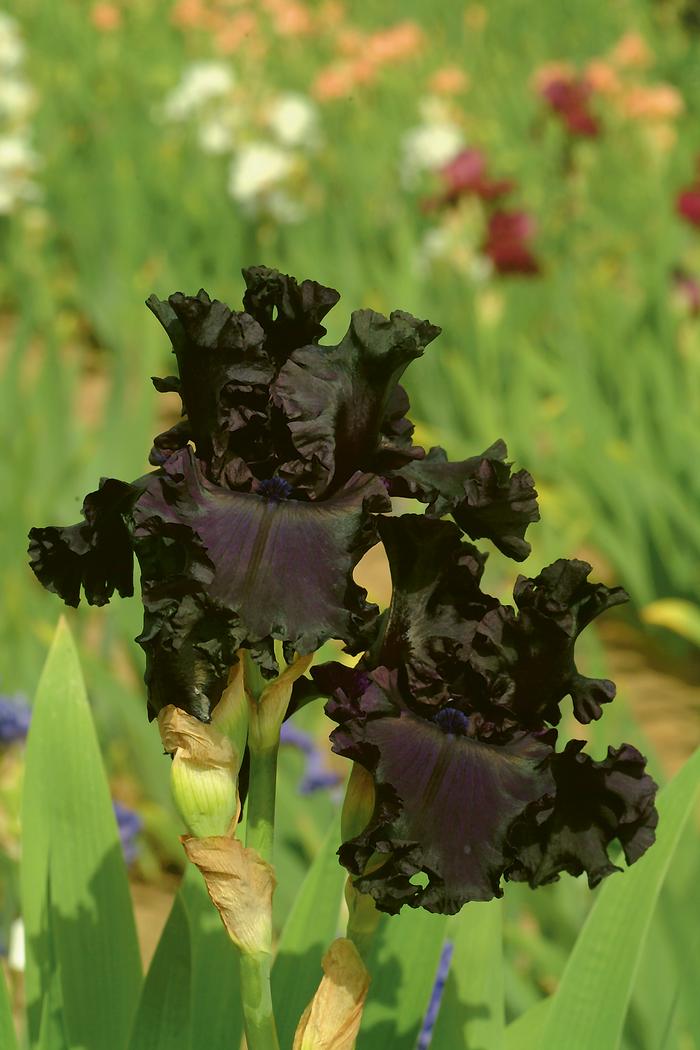 Wholesale Iris Germanica 'All Night Long' - Bearded Iris | A.D.R. Bulbs